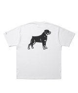 ROTTWEILER/B.D.C T  WHITE